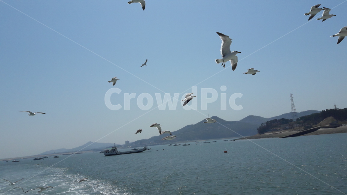 갈매기,동물,바다,하늘,배,섬,동물,animal,조류,새,birds