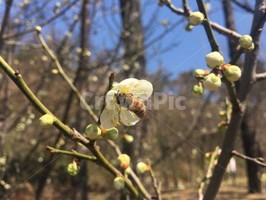 honeybee,꿀벌,bee,벌,매화,꽃