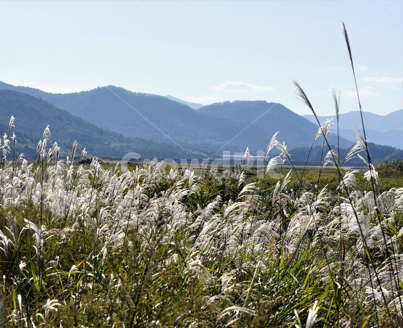 가을,억새,자연,식물,nature,fall,autumn,풍경,sky,산,하늘,가을,계절,fall,autumn,season,grass,잔디,plant,lawn