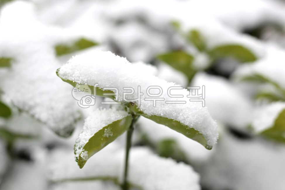 weather, 날씨, nature, 자연, 서리, 사진,이미지,일러스트,캘리그라피 - Mark S작가