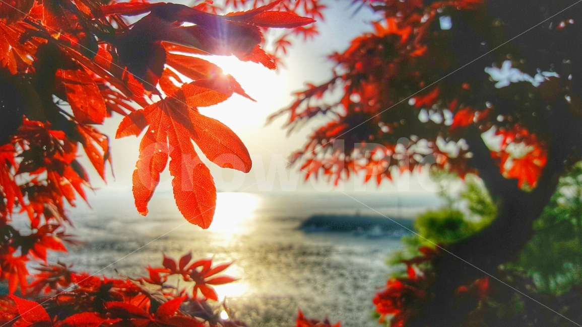 가을,단풍,바다,석양,일몰,해질녘,붉음,서해,단풍나무,나무,식물,landscape,red,sun,sunset,sea,햇빛,풍경,풍경사진,자연,가을,계절,fall,autumn,season,식물,자연,plants,nature,감성,sensible,feeling,휴식,힐링,rest,relaxation,healing,leaf,잎,plant,tree,maple