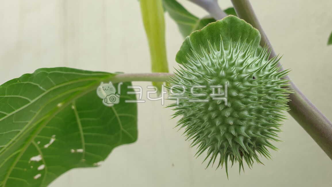 다투라,독말풀,독말풀속,천사의나팔,datura,여름,daturastramonium,자연,natural,nature,purity,식물,씨방,ovary,vegetation,plants,summer,잎,잎사귀,leaf,leaves,foliage,summertime,교목,talltree,foresttree,hightree,arbor,관목,shrub,bush,scrub,열매,fruit,nut,berry,덜익은,덜익다,unripe,seignant,산뜻한,산뜻하다,fresh,refreshing,독초,poisonousplant,poisonousherb,noxiousplant,noxiousherb,banefulherbs,유독성,toxicity,venenosity,poisonous,noxious,underripe,summerseason,낙엽수,deciduoustree,활엽수,broadleaftree