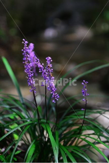 blossom,flower,꽃,plant,식물,outdoors,nature,자연,옥외,맥문동,식물,자연,plants,nature,꽃,flower
