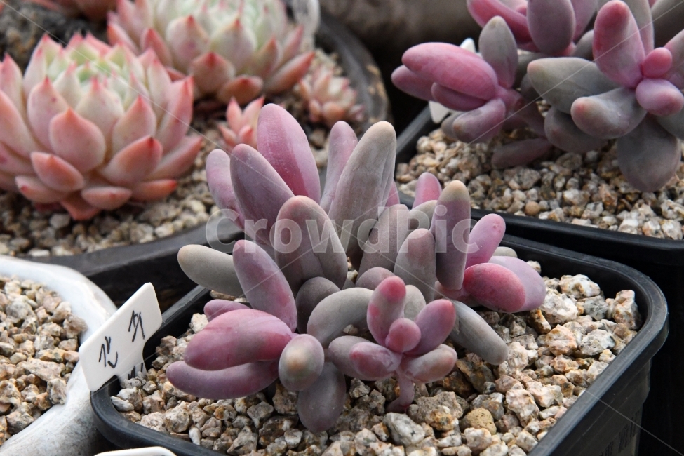 다육이,다육,다육식물,화분,식물,화초,배경,자연,plants,취미,그린,환경,키우기,아름다운,화려한,생명,생활,background,식물,자연,plants,nature