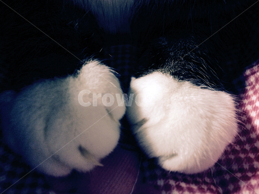 cat,catfoot,claw,white,cattoe,고양이,고양이발,동물,animal,고양이,cat,kitten,kitty