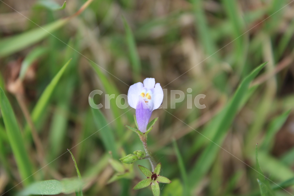야생화,들꽃,들에핀꽃,야생꽃,작은꽃,칼라풀,식물,자연,plants,nature,꽃,flower