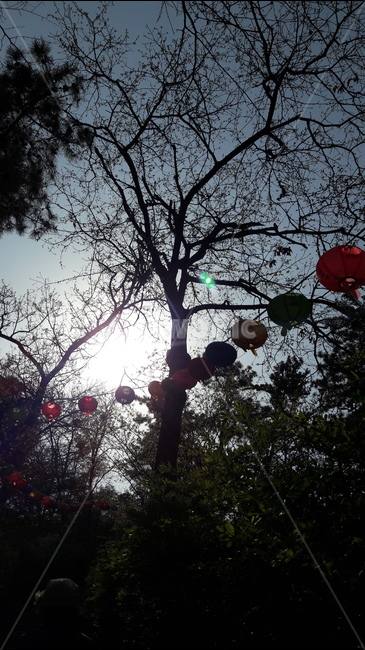 절,나무,등,하늘,햇살,식물,자연,plants,nature,나무,trees,wood,종교,신앙,religion,belief,faith