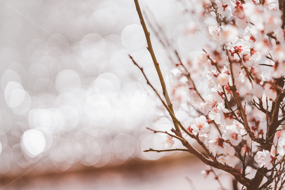 매화,봄,봄꽃,꽃,매화꽃,봄,계절,spring,season,식물,자연,plants,nature,꽃,flower,plant