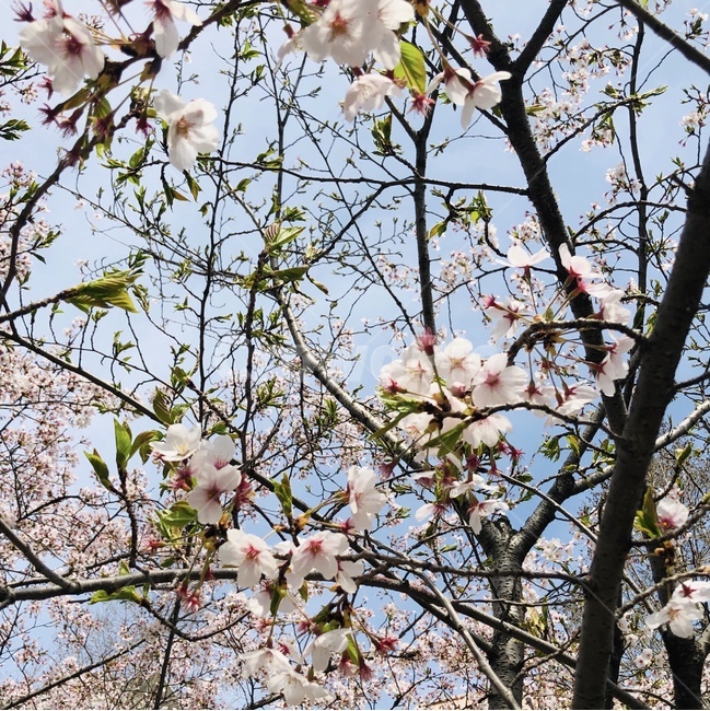 4월,봄,봄꽃,벚꽃,왕벚나무,봄,계절,spring,season,plant,식물,flower,꽃,cherry blossom,blossom