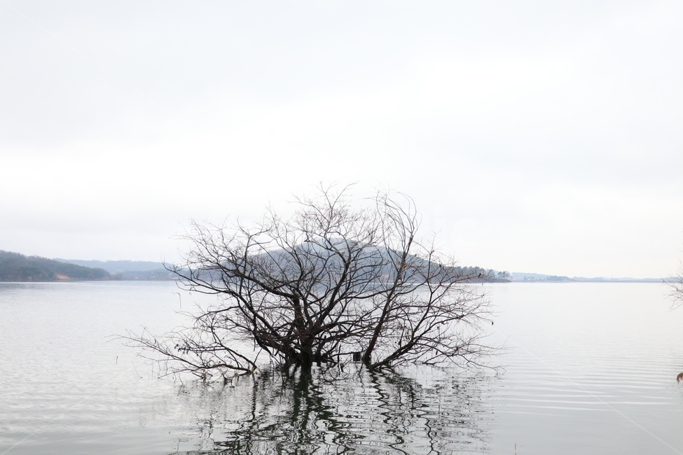 호수,저수지,나무,물그림자,반영,자연,풍경,nature,landscape,식물,plants,나무,trees,wood,outdoors,옥외