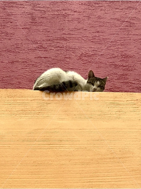 고양이,길고양이,반,시선,cat,동물,animal,포유류,mammal,고양이,cat,kitten,kitty,색깔,색상,색채,색감,color sense,color sensitivity,feeling of color