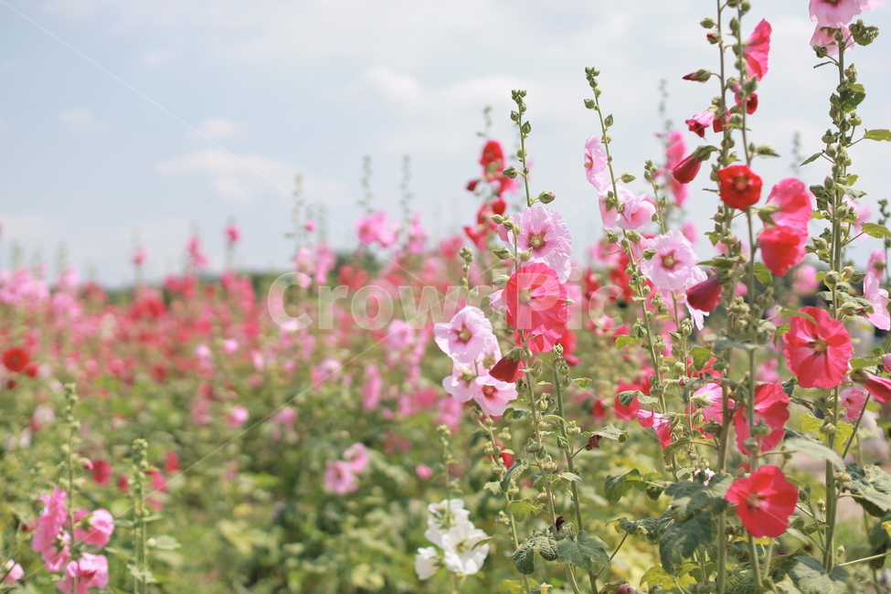 접시꽃,여름풍경,여름꽃,분홍꽃,식물,식물,자연,plants,nature,꽃,flower