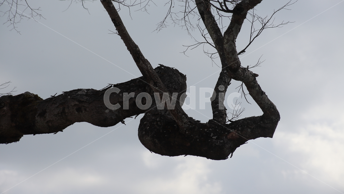 나무,식물,wood,나뭇가지,branch,나무가지,식물,자연,plants,nature,나무,trees,wood