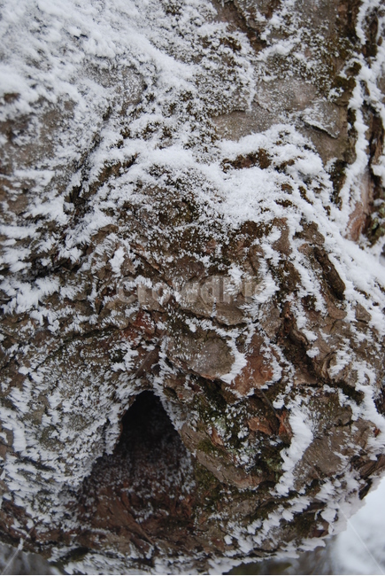 백화산,자연,나무,눈,등산로,겨울,계절,winter,season,식물,자연,plants,nature,나무,trees,wood