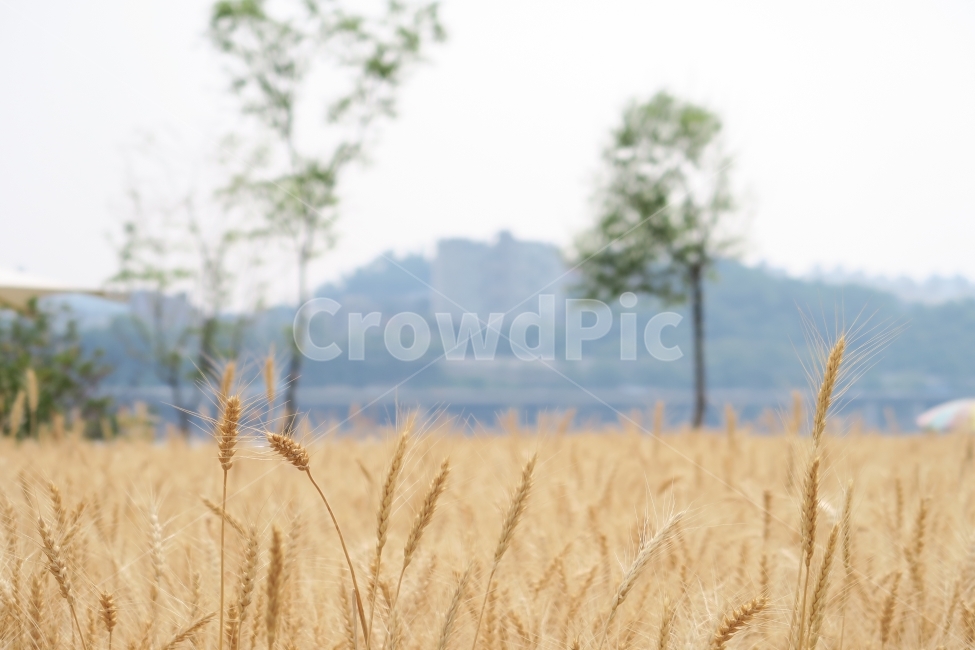 한강,한강변,한강공원,갈대,갈대숲,가을,계절,fall,autumn,season,식물,자연,plants,nature,plant,food,음식,vegetable,야채,grain,곡물