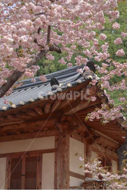 꽃,벚꽃,겹벚꽃,봄,벚꽃놀이,봄,계절,spring,season,한국전통,한국문화,korean traditional,korean culture,식물,자연,plants,nature,꽃,flower,plant,blossom