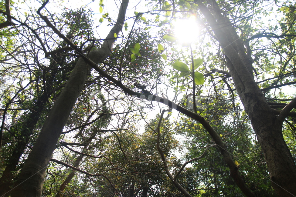 숲,산,자연,나무,초록색,계절,제주도,산속,자연,풍경,nature,landscape,flare,플레어,light,빛