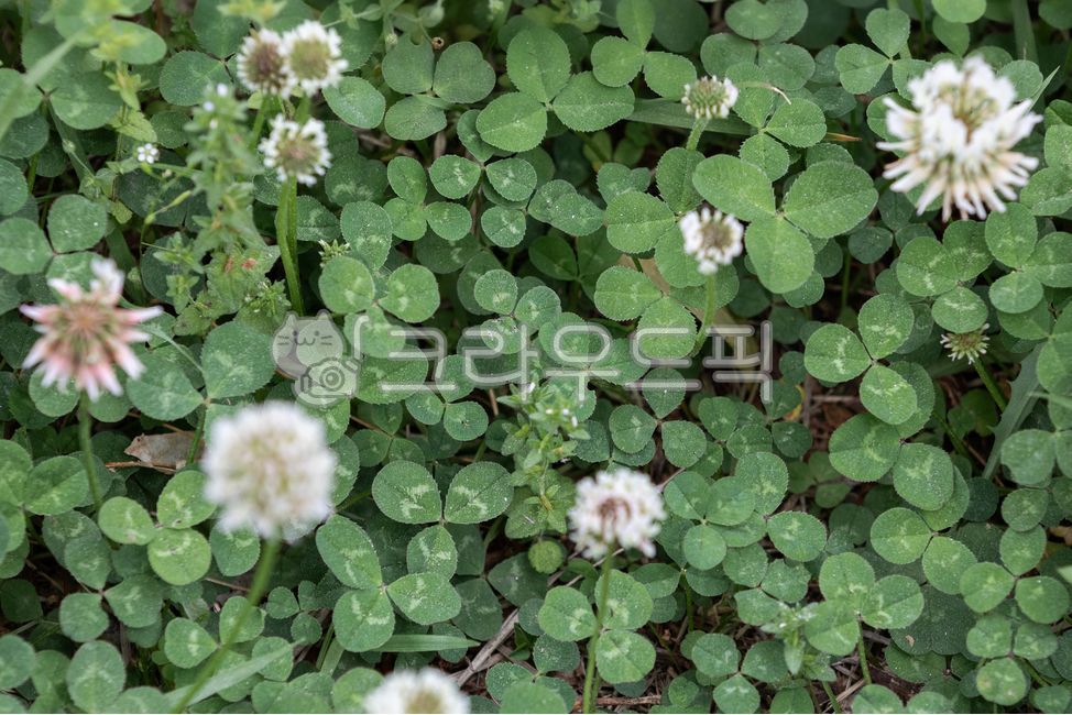 green,nature,white clover,clover,shamrock,leaf,whiteclover,flower,spring,outdoor,white,plant