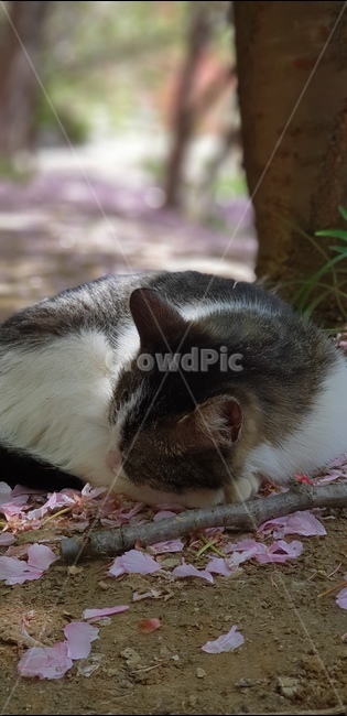 고양이,벚꽃,길고양이,길냥이,휴식,잠,숙면,봄,계절,spring,season,동물,animal,포유류,mammal,고양이,cat,kitten,kitty