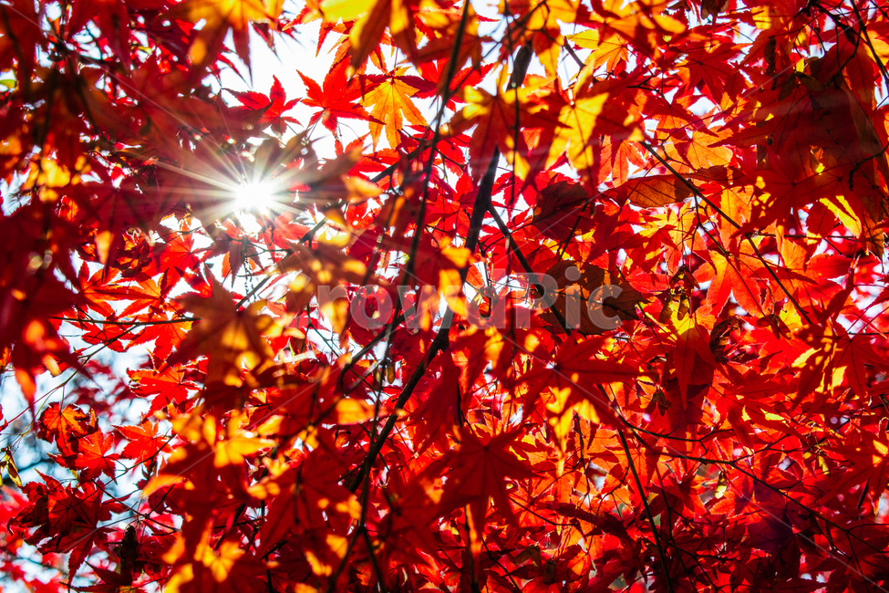 단풍잎,햇빛,가을,만추,단풍나무,가을,계절,fall,autumn,season,leaf,잎,plant,식물,tree,나무,maple,단풍