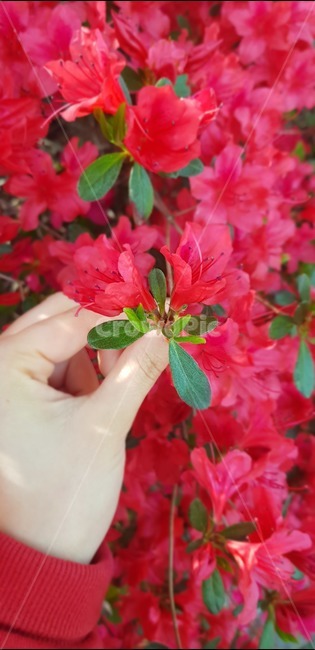 붓꽃,진달래,꽃,식물,화원,꽃잎