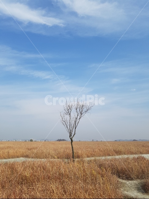 나무,하늘,풍경,감성사진,tree,landscape,자연,풍경,nature,landscape,한국자연풍경,한국자연경관,korea nature landscape,식물,plants,나무,trees,wood,savanna,대초원,grassland,목초지,field,들,outdoors,옥외,경치