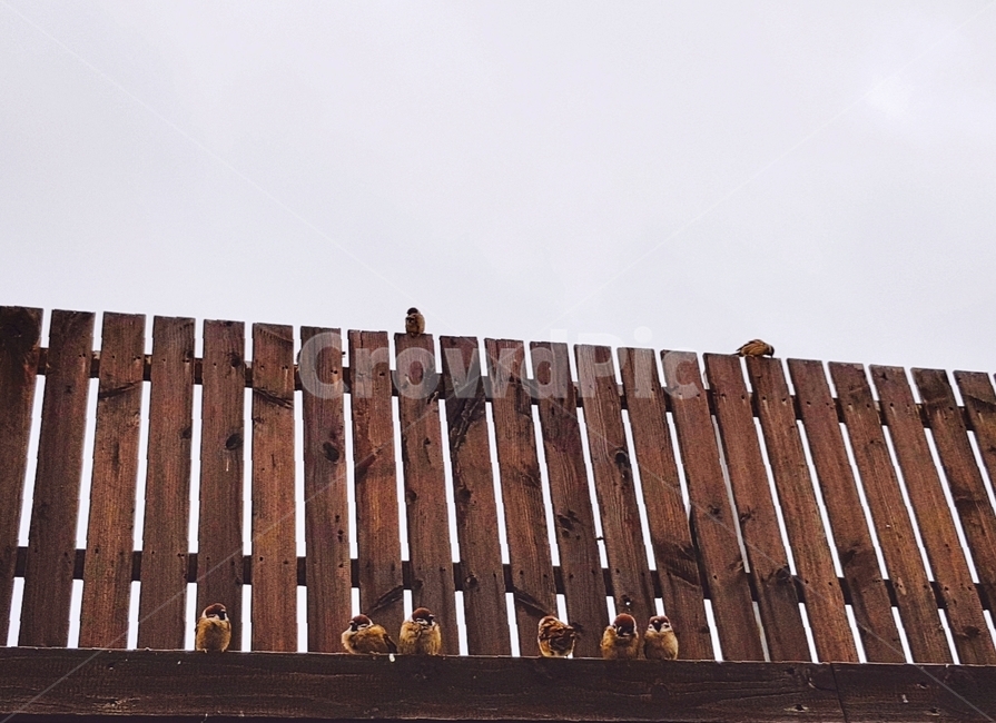 새,참새,조류,동물,참새들,동물,animal,조류,새,birds