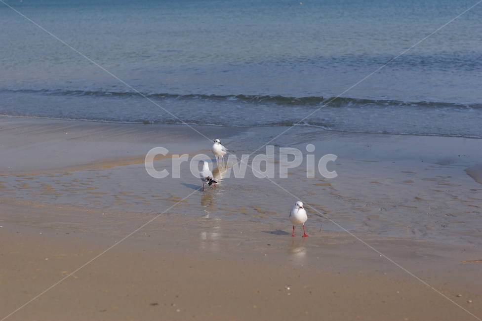 남해안,새,갈매기,seagull,birds,갈매기떼,새떼,파도,바다,모래,모래사장,해안,sand,sea,따뜻한,감성,낭만,feeling,한국자연풍경,자연,풍경,nature,blue,조류,animal,바닷가,하늘,자유,부산,landscape,동물,animal,조류,새,birds