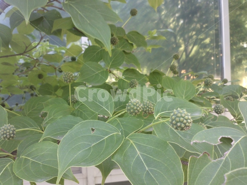 산딸나무,들매나무,미영꽃나무,층층나무과,낙엽활엽교목,식물,자연,plants,nature