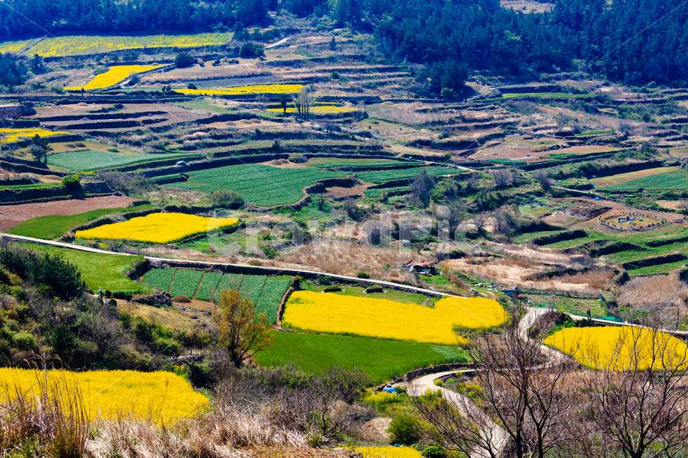 청산도,유채꽃,농촌,농업,경치,한국자연풍경,한국자연경관,korea nature landscape,nature,자연,outdoors,옥외,landscape,scenery,풍경,aerial view,조감도