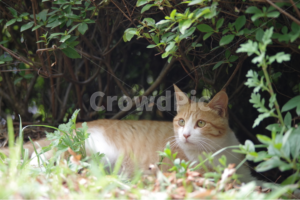 고양이,길냥이,동물,스냅,길거리,냥이,cat,animal,photography,photo,줄무늬,태비,배경사진,코숏,코리안숏헤어,동물,animal,포유류,mammal,고양이,cat,kitten,kitty