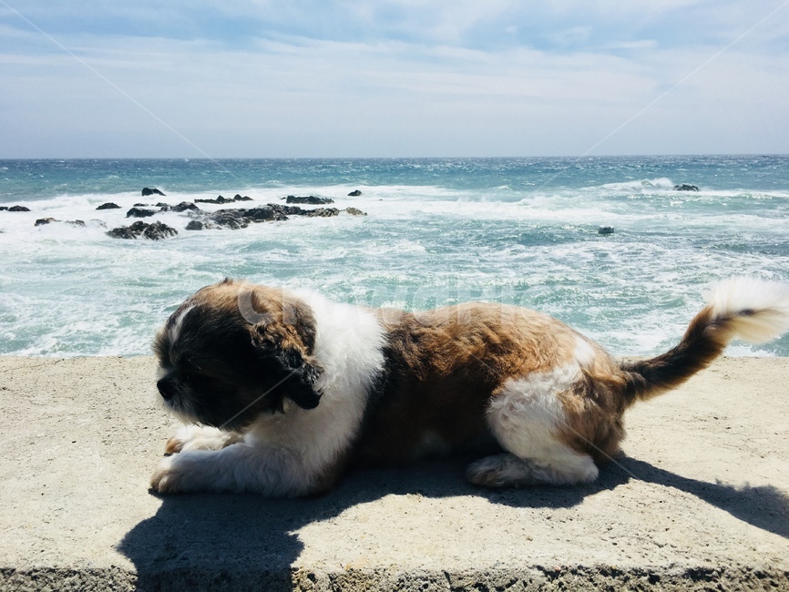 강아지,시추,바다,dog,하늘,동물,animal,포유류,mammal,개,강아지,dog,doggy