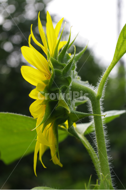 해바라기,꽃,flower,식물,plant,식물,자연,plants,nature,꽃,flower