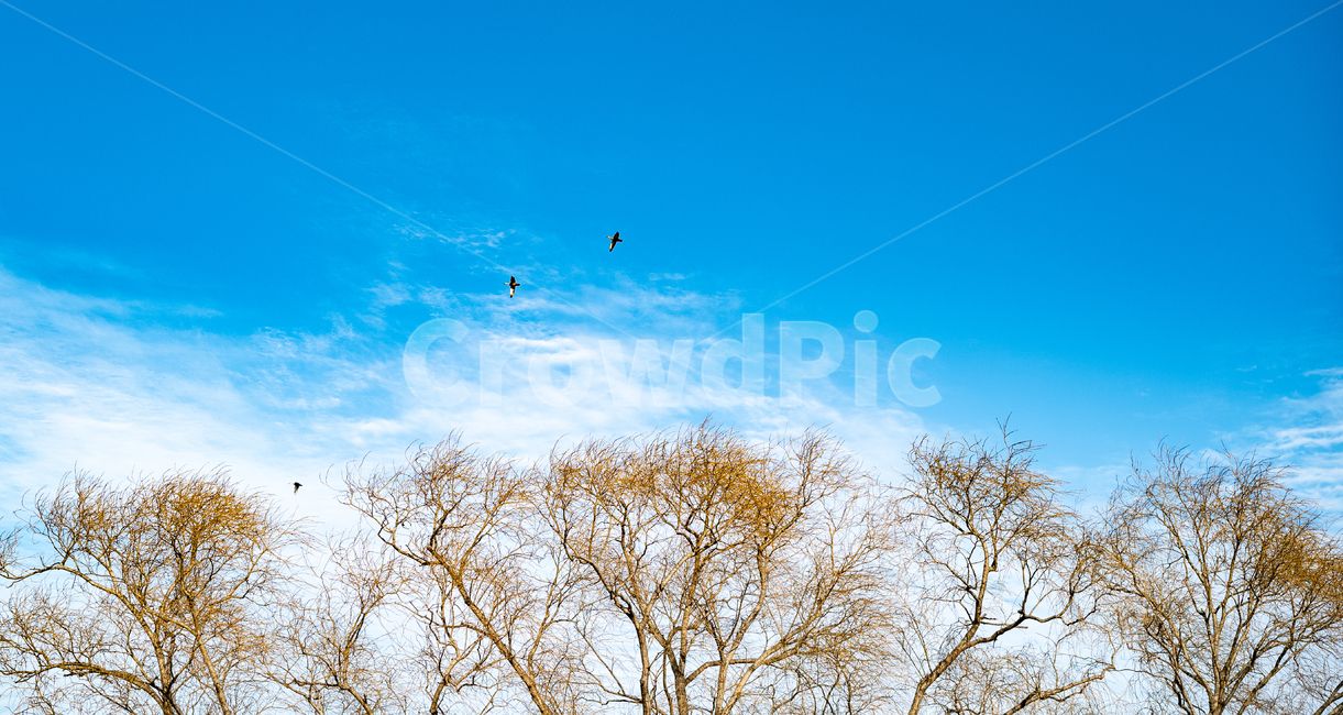 하늘,철새,파란하늘,나무,겨울하늘,겨울,계절,winter,season,자연,풍경,nature,landscape,leisure activities,레저 활동,adventure,모험,gliding,활공