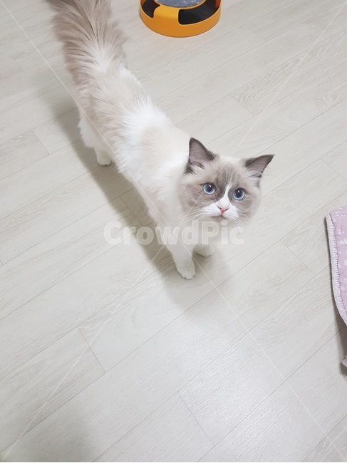 애교,냥이,고양이,귀여운,사랑스러운,랙돌