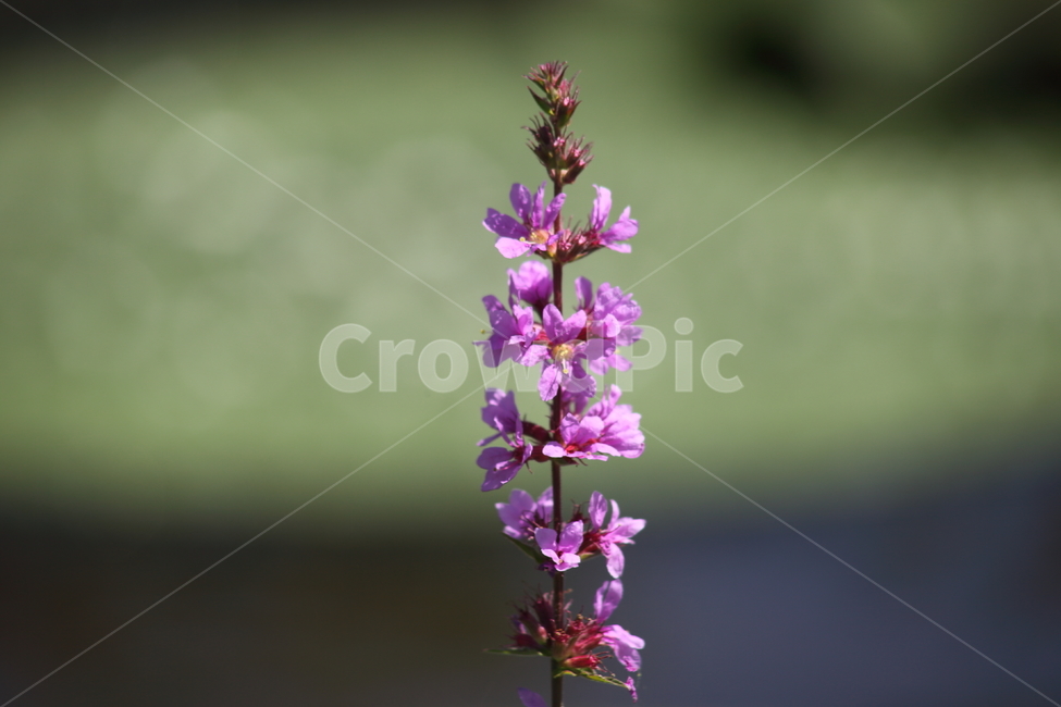 털부처꽃,좀부처꽃,꽃,lythrumsalicaria,loosestrife,부처꽃,식물,자연,plants,nature,꽃,flower
