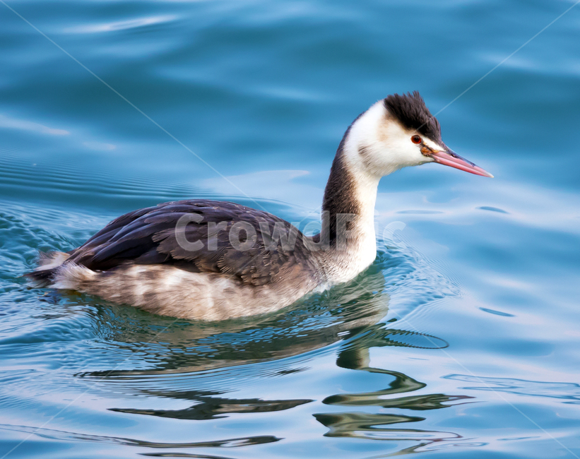 철새,뿔논병아리,물새,남해군,강진만,bird,새,waterfowl,animal,동물,water,물,동물,animal,조류,새,birds
