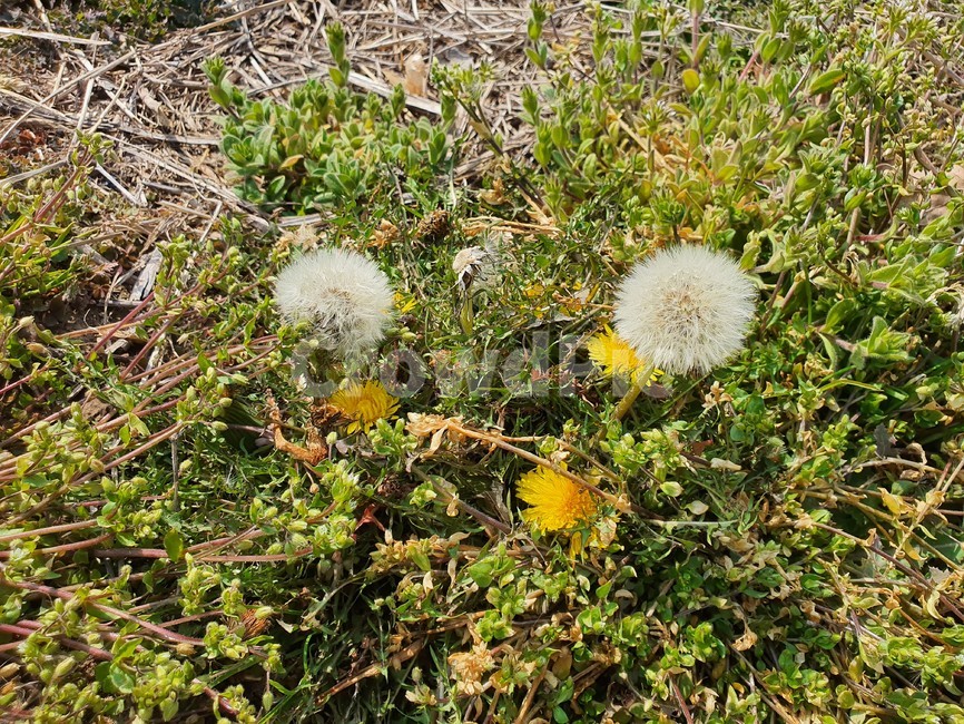 flower,꽃,plant,봄,민들레,dandelion,blossom,자연