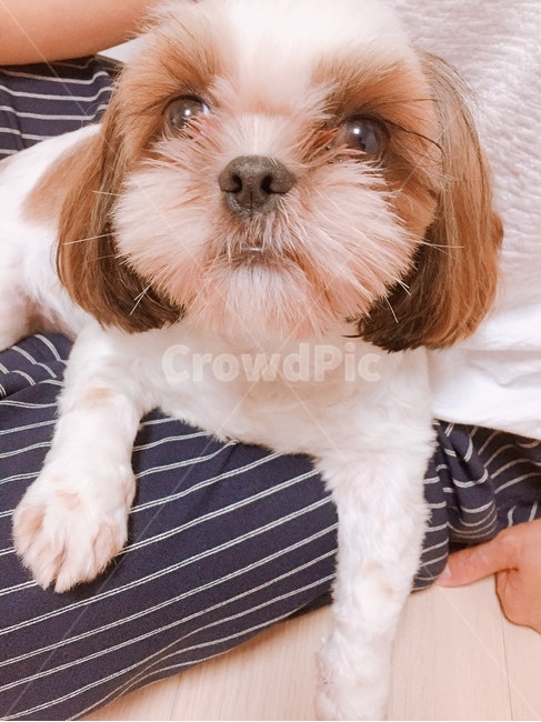 강아지,시츄,시추,귀여움,cute,dog,puppy,shihtzu