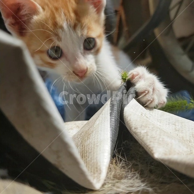 고양이,헝겊,발바닥,발톱,강아지풀
