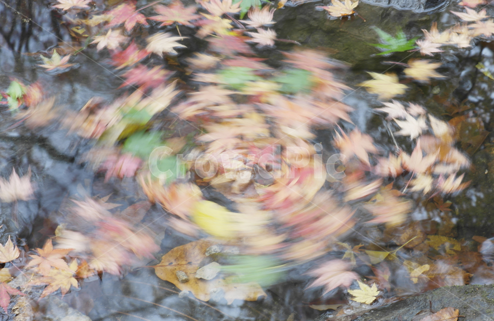 물회오리,단풍,가을,개울,동(動),가을,계절,fall,autumn,season,leaf,잎,plant,식물,tree,나무