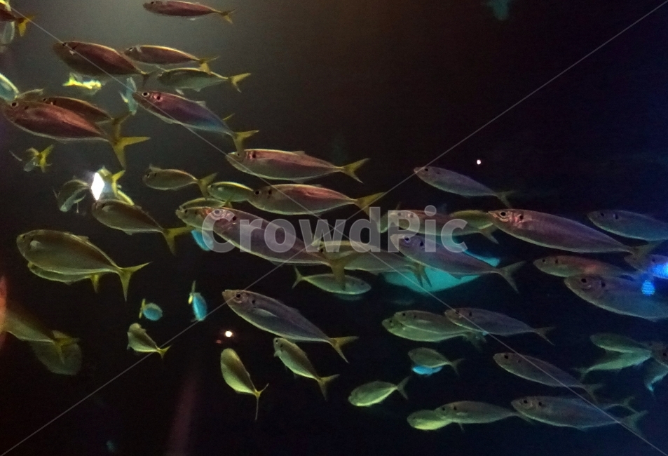 어류,물고기,바다,조명,화려,동물,animal,어류,물고기,fish