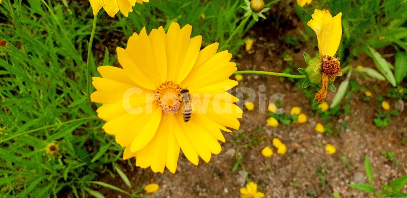 꽃,꽃과벌,개화,식물,금계화,식물,자연,plants,nature,꽃,flower,동물,animal,곤충,벌레,insect,bug