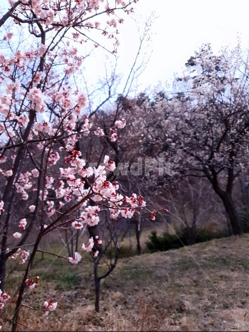 plant,식물,blossom,꽃,flower