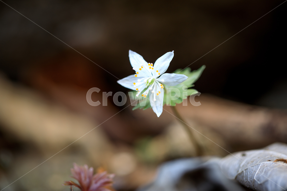 plant,식물,봄꽃,너도바람꽃,바람꽃,봄,야생화,꽃,flower
