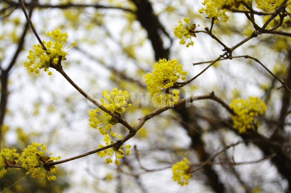 산수유,자연,nature,꽃,flower,나무,식물,plant,봄,spring,계절,봄,계절,spring,season,식물,자연,plants,nature,꽃,flower