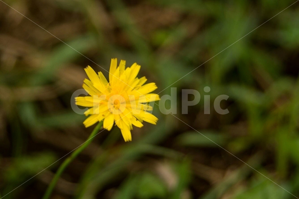 꽃,식물,자연,제주,오름,갈라짐,꽃잎,느낌,감성,감정,식물,자연,plants,nature,꽃,flower