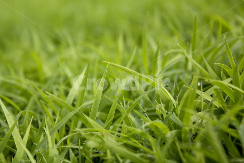 빗방울,wet,clean,closeup,drop,farm,field,fresh,grass,green,greenrice,grow,lawn,meadow,nature,nobody,outdoor,pattern,plant,rain,rice,spring,texture,water,waterdrop,초록색,물,녹색,그린,모,모내기,벼,싹,새싹,풀,잔디,풀밭,이슬,젖은,젖어있는,잔디밭,봄,비오는날,물방울,자연,블러,아웃포커스,포커스아웃,식물,농사,논농사,잎,잎사귀,나뭇잎