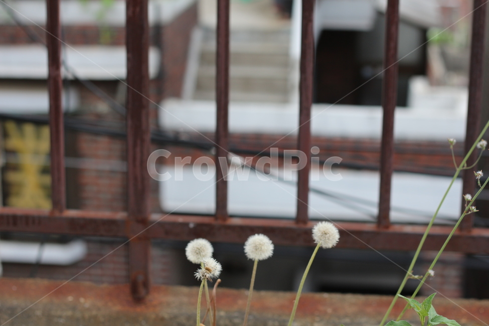민들레,난간,옥상,식물,씨앗,식물,자연,plants,nature,꽃,flower