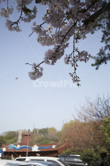 벚꽃,꽃,자연,풍경,나무,계절,season,spring,nature,식물,flower,trees,cherryblossoms,봄,봄,계절,spring,season,식물,자연,plants,nature,꽃,flower,plant